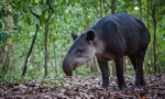 Tapir stredoamerický